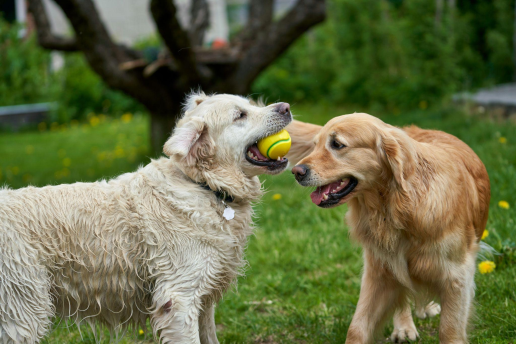 Diseñar una rutina de ejercicio personalizada contribuye al envejecimiento saludable de las mascotas, según los expertos