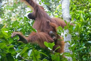 Las madres orangután recorren más distancia para buscar compañeros de juego para sus crías