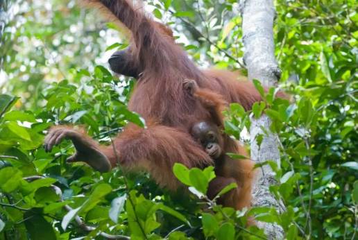 Las madres orangután recorren más distancia para buscar compañeros de juego para sus crías