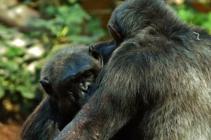 Los chimpancés roban menos comida a sus amigos que al resto