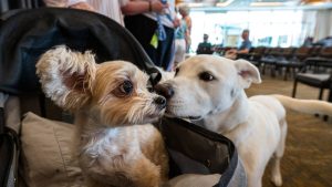Los perros grandes envejecen más rápido y la explicación podría estar en sus genes