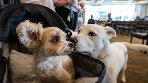 Los perros grandes envejecen más rápido y la explicación podría estar en sus genes