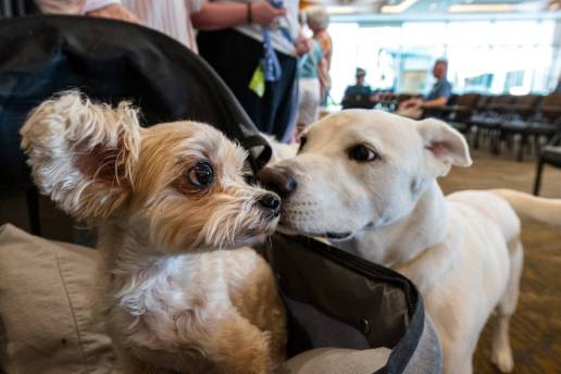 Los perros grandes envejecen más rápido y la explicación podría estar en sus genes