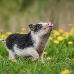 Catálogo Español de Especies Exóticas Invasoras- Modificación 