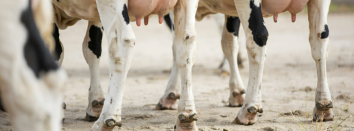 Tasa de depuración renal, estimación de la razón de reabsorción renal y proteoma renal de vacas lecheras Holstein con concentraciones divergentes de urea de leche