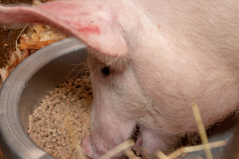 El silajo de sorgo dulce integral en la dieta altera la morfología jeyual, los taxones bacterianos cecales seleccionados y la calidad de la carne en cerdos con acabado pesado