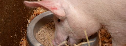 El silajo de sorgo dulce integral en la dieta altera la morfología jeyual, los taxones bacterianos cecales seleccionados y la calidad de la carne en cerdos con acabado pesado
