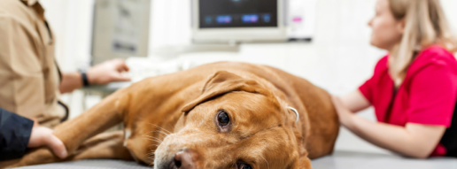 Estudio prospectivo multicéntrico sobre la localización del soplo y la clasificación asociada al soplo en etapas en perros con enfermedades cardíacas diagnosticadas ecocardiográficamente: el estudio LISTEN