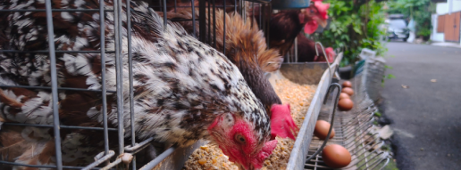 Daño en el hueso de la quilla y parámetros fisiológicos asociados en razas tradicionales de gallinas y ponedoras híbridas