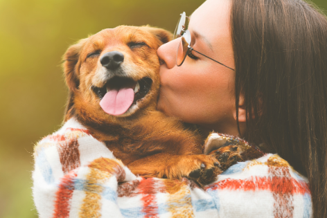 El análisis genómico comparativo de Staphylococcus spp. y Mammaliicoccus sciuri sugiere un posible reparto entre perros y sus dueños