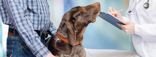 El análisis genómico comparativo de Staphylococcus spp. y Mammaliicoccus sciuri sugiere un posible reparto entre perros y sus dueños