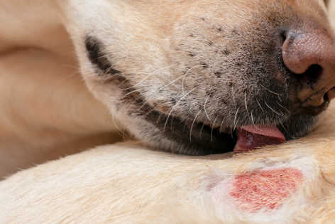 Un estudio comparativo de la cinética de cicatrización, eficacia y perfilado de VG111 en heridas caninas