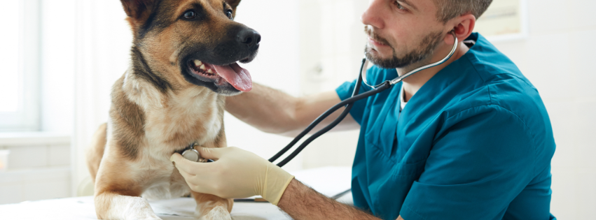 Informe de caso: Tratamiento multimodal a largo plazo del carcinoma hepatocelular canino con monitorización en serie de la alfa-fetoproteína sérica