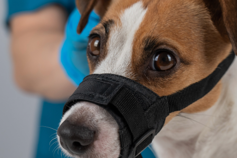 Epidemiología de incidentes voluntarios reportados de mordeduras de perros y gatos en una red veterinaria a gran escala y multisede en el Reino Unido e Irlanda