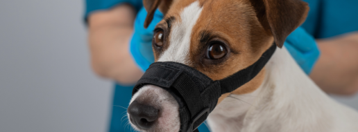 Epidemiología de incidentes voluntarios reportados de mordeduras de perros y gatos en una red veterinaria a gran escala y multisede en el Reino Unido e Irlanda