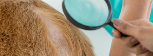 Observaciones clínicas durante el tratamiento complementario con cannabis y la posterior reducción de la dosis de oclacitinib en perros con dermatitis atópica
