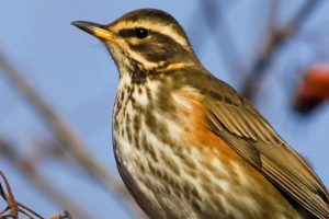 El TSJ de Madrid suspende cautelarmente la caza de nueve especies