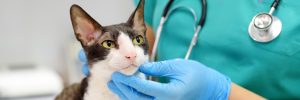 La AEMPS alerta del riesgo de que los animales de compañía entren en contacto con medicamentos tópicos de uso humano que contengan minoxidil