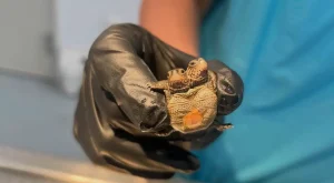 Encuentran una tortuga que pesa menos que una moneda de 1 euro y tiene dos cabezas "ansiosas por comer"