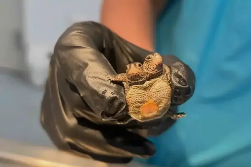 Encuentran una tortuga que pesa menos que una moneda de 1 euro y tiene dos cabezas 