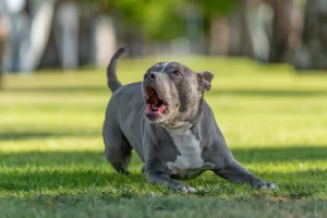 Cómo sobrevivir al ataque de un perro: ¿puede el 'mejor amigo' del ser humano convertirse en una amenaza?