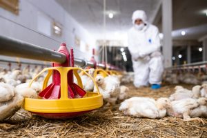 La profesión veterinaria señala que es “ciencia y compromiso al servicio de la vida” en el día de su patrón