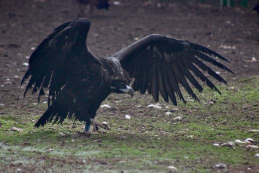 Diez años de recuperación: diez buitres negros conquistan de nuevo el cielo y vuelven a ser parte de la fauna silvestre en libertad