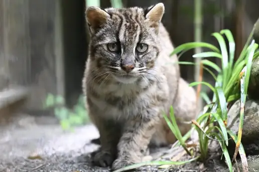 Darwin, ¿tenemos un problema? Un preocupante rasgo ha aparecido en la especie de gato más rara del mundo