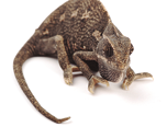 Beautiful big chameleon sitting on a white background