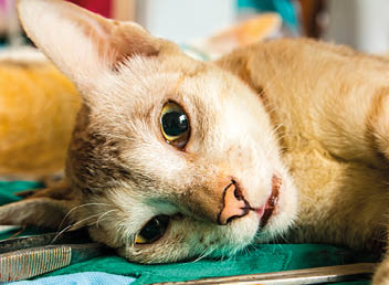 Veterinary surgeon neutering a cat