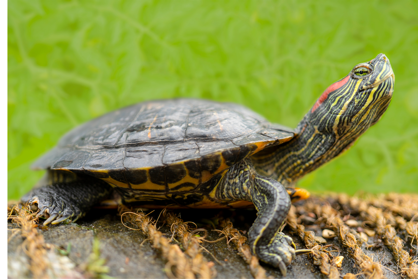 Freshwater turtles on the shore near the water 