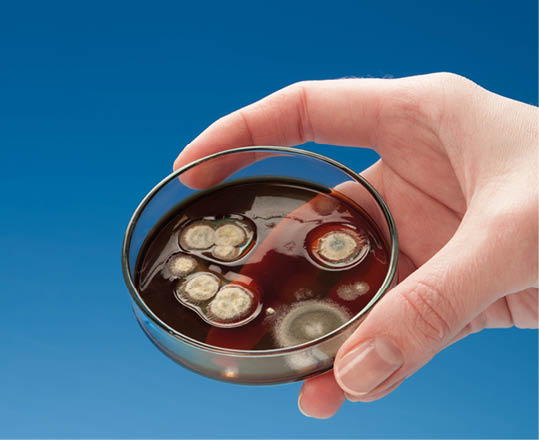 Hand holding glass dish with fungal colonies on blue background