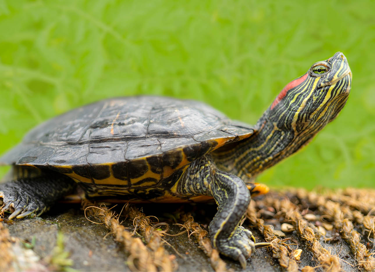 Freshwater turtles on the shore near the water 