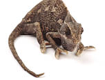 Beautiful big chameleon sitting on a white background