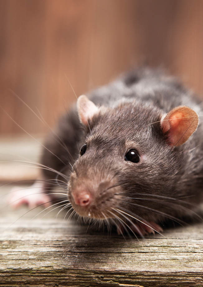 Pet rats on a wooden background