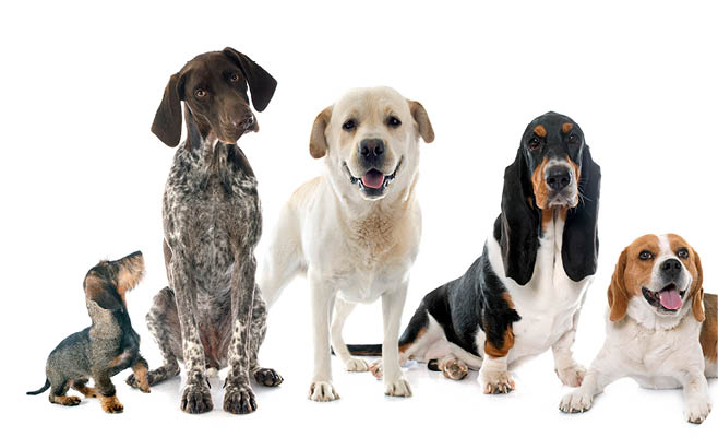 hunting dogs in front of white background