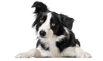 Lying down Border Collie Dog, isolated