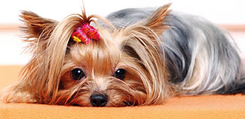 Beautiful and cute york terrier dog at home 