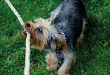 A closeup shot of a cute dog chewing on a rope in a grassy field