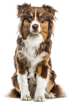 Australian Shepherd sitting, isolated on white