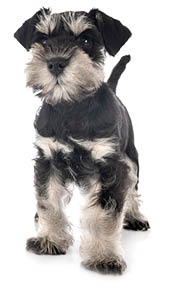 miniature schnauzer in front of white background
