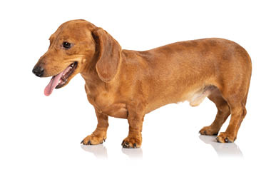 portrait of Brown teckel dog isolated on white background