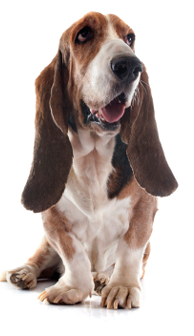 basset hound in front of white background