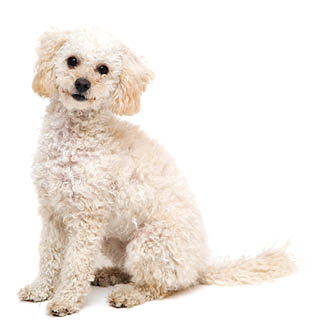 Cute little white poodle isolated on white