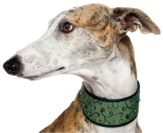 Galgo Espanol (4 years) in front of a white background
