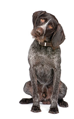 German Shorthaired Pointer (4 years) in front of a white background