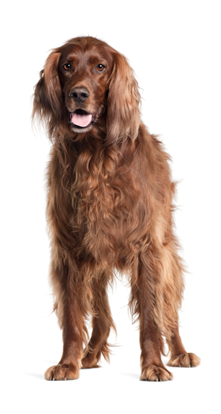 Irish Setter, 5 years old, panting in front of white background