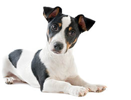 portrait of a purebred puppy jack russel terrier in studio