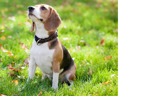 Beagle sitting in green grass