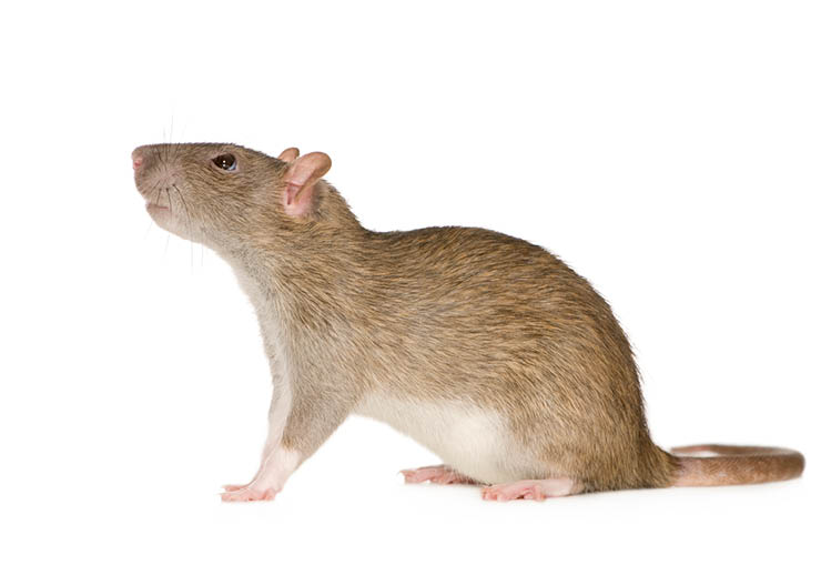 Rat (6 months) in front of a white background